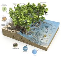 ©Cooperhawk, Emily Cooper #infographics #naturalscience #sciart