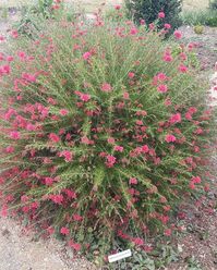 Grevillea ‘Scarlet Sprite’ | Australian Plants Society