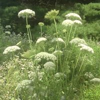 queen ann's lace