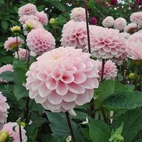 Dahlia Wizard of OZ