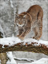 Lynx by Norbert Kappenstein