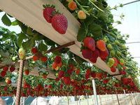 A better way to grow strawberries and other more hanging fruits and berries is to use growing boxes or tubes elevated off of the ground. You can even grow them at waist or chest level for easier growing, tending and picking. No more rotting caused by laying upon the ground while developing! @Levi Bateman