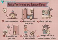 How to Train Your Dog To Be a Service Dog