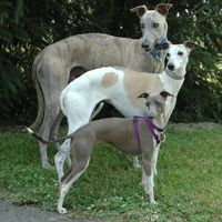 15 Things Every Whippet Lover Should Know | PetPress