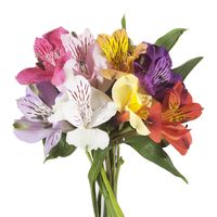 Alstroemeria flowers are Peruvian lilies that have 3 to 5 blooms on each stem. They are typically used as fillers and are the perfect addition to a “wildflower” arrangement. Our Alstroemerias are freshly picked from our farms and delivered to your door. They look great with roses, bigger lilies, garden roses, and other favorite focal flowers. They also make a gorgeous wedding bouquet or arrangement on their own. With such variety of color combinations, we are sure these blooms will meet your des