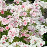 Seeds - Blushing Bride Phlox. Minimum of 20 seeds. Phlox are a late summer annual that produces gorgeous 5 petaled flowers. They are wonderful for cutting and making arrangements. Blushing Bride phlox puts on white and pastel pink flowers with dark pink centers. Please make sure to research your seeds online before starting them, so that you can ensure proper germination. We are not responsible for any issues due to germination.