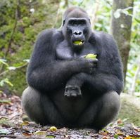 Gorilla's | Gabon | Loango Lodge