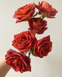 Terra cotta/clay/ brick color roses, great with gold or lavender tones.