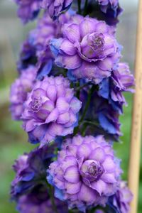 Delphinium Highlander™Series hybrid Sweet Sensation- (One of my favorite perrenials) These blue-green-tinged multi-petalled whorled flowers in deep royal mauve stand proudly upright on 40-cm stems. The stunning bud starts out dark purple. The sturdy flower spike supports some 30 florets and holds itself high where often other delphiniums fall down.