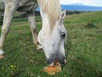 Homemade Horse Treat Recipes - Frozen Horse Lick