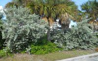 SILVER BUTTONWOOD CAPE CORAL