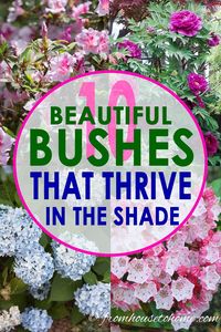 These shade bushes are perennial plants that will look beautiful in in backyards or front yards. Many of these shade plants are evergreen, low maintenance and flowering shrubs that grow well under trees and are perfect for your shade garden and landscapes. Click through to find our more. #fromhousetohome #shadelovingshrubs #gardentipsandplants