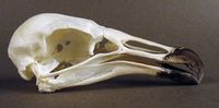 Coragyps atratus (American Black Vulture) skull