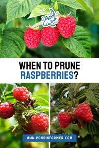 Ensure a fruitful raspberry season by pruning at the perfect times! Our expert tips will guide you in trimming your canes to encourage healthy growth and maximize your harvest. A well-pruned raspberry bush is your ticket to a delicious, abundant crop.  #RaspberriesPruning #GardeningTips #Pruning #GardenMaintenance #Gardening #BerryCareGuide #PlantCareGuide #OptimalPruning #Raspberry #Raspberries #PruningCare #TreeCare #Prune #PruningRaspberries #PondInformer