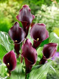 Calla Lily Captain Caruso | DutchGrown™