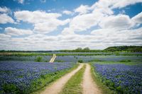 5. Bluebonnet Trail