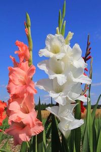 Savon Cash and Carry Flowers by Peoples Flower Shops offers only top grade Gladiolas from premier farms and growers from all over the globe.  Our selections of bulk flowers are the perfect choice for DIY Brides and event planners for wedding flowers, centerpieces, and wedding Party bouquets.  For large orders please allow 3-5 business days for us to procure the product. Immediate availability may be possible by calling.       Gladiolas, Packaged Flowers, Bulk Flower