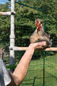 Your hens asked, and the PoleTree has answered! This extremely playful, completely customisable chicken tree makes it easy for you to create an enticing adventure playground where your hens can jump, climb and play, as well as perch and relax in peace. #petchicken #petchickens #petchickenidea #petchickenideas #chickenidea #chickenideas #chickeninspo #chickeninspiration #petchickeninspiration