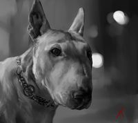 Bull terrier in computer graphics