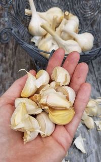 Garlic: Tips to Plant and Grow an Essential Culinary Flavor