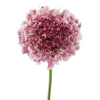 Scabiosa Scoop, Bicolored (50 stems) - Sam's Club