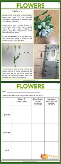 Enjoy Teaching Plants with Biology Activities for Kids - Enjoy Teaching