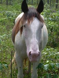 The endangered abaco barb horse