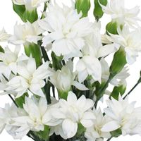 FiftyFlowers.com - Bridal White Star Dianthus Flowers