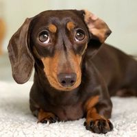 Cute dachshund family, dachshund puppy, dachshund family, dappled dachshund, miniature dachshund, dachshund love, longhaired dachshund, shorthaired dachshund, pointer dachshund, sweet dachshund, chocolate dachshund , sausage dachshund dog,