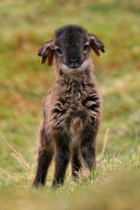 Soay lamb from Scotland!