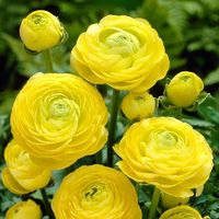 Ranunculus Aviv 'Yellow' Persian Buttercup Zones 8-11 plant in fall for early spring flowers Zones 4-7 plant in early spring for summer flowers Aviv Ranunculus produce 8-10 peony shaped flowers on 12-16" stems Large flowers measuring 4-5" across Ideal for cut flower production Ranunculus plants have different watering needs depending on the stage of growth, whether they are potted, and how much sunlight they receive:  Soak corms in water for up to four hours before planting to stimulate growth.  This listing price is for one or each plant or the number of bulbs or rhizomes listed in the title. Please Note: this may or may not be the exact plant that you will receive unless otherwise stated.  We are a licensed plant and seed dealer located in Middle Georgia. We are happy to combine shipping