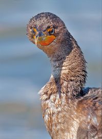 Nannopterum auritum: Large waterbirds that catch prey by diving from the surface. Found near coastal areas, rivers and lakes and are widely distributed across North America.