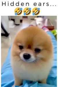 Dog that can hide its ears😅😅😅@ecosenpai❗ animals cute | funny animals | babie animals | adorible animals | animals funny | hilarious animals | funny animal videos | funny animal videos can't stop laughing hilarious | cute animal videos animal videoys | baby animals videos | wild animal videos | pet videos | funny and dog videos | animal videos funny dogs | videos animales | animals aesthetic videos | animals friendship videos #animal#animals#videos#cute#funny