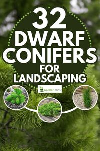 32 Dwarf Conifers For Landscaping