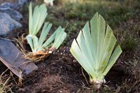 Bearded irises are dependable spring bloomers for many years but when their roots become crowded, the rhizomes need to be divided and transplanted.