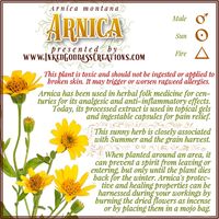 An alternative name for Arnica is "Wolf Flower." In antiquity, Arnica was grown around a grain field in order to keep the Corn Wolf spirit in, who imbued the harvest with his vitality as it grew. // #herbalmagick #arnica #wolfflower #summer #harvest #grain #sun #fire #magick #hedgewitch