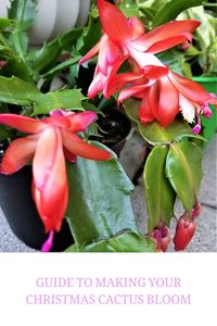 Discover the secrets to getting your Christmas cactus to bloom beautifully this holiday season. Learn how proper care, light exposure, temperature, and watering techniques can help encourage blooming in your festive plant. Follow these expert tips on how to get your Christmas cactus to thrive and showcase its gorgeous flowers for a stunning seasonal display in your home. Bring joy and color into your space with a little guidance on caring for your Christmas cactus so you can enjoy its vibrant bl