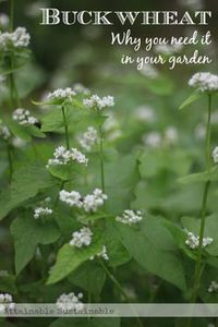 There are many good reasons to plant buckwheat in your garden. Here are nine of 'em.