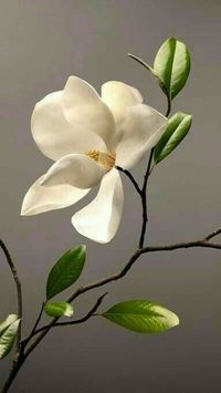 Southern Magnolia