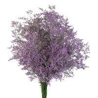 Limonium is an ancient Greek name, derived from the word “meadow”, which refers to a picturesque open field of lush grass filled with butterflies and birds, with room to run. Delicate and ethereal, Limonium makes a beautiful addition to any bouquet, centerpiece or other floral arrangements. This gorgeous filler flower features branching heads of tiny light white or purple flowers. The blooms start halfway up the bunch and extend over the arching stems, creating a very colorful, abundant effect.