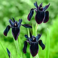 These unique, dramatic iris flowers are a deep ebony hue, with a velvety texture and a wondrous aroma. Great for attracting butterflies and other pollinators.