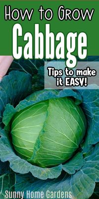 Gardening tips for growing cabbage. You'll have a successful cabbage growing season with these gardening tips and advice.