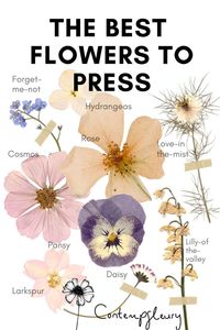 'What are the best flowers to press?' is a common question put to flower pressing expert Leah Nikolaou. Her ULTIMATE GUIDE TO FLOWER PRESSING gives yor everything you need to know in one simple to follow guide! The best flowers to press is beautifully illustrated with her own stunning examples of pressed forget-me-nots, pressed cosmos, pressed love-in-the-mist, pressed daisies, pressed pansy and more!