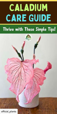 "Discover the top 11 care tips for Caladium plants to keep them thriving and  vibrant. Learn essential insights on watering, sunlight, soil, and humidity  to ensure your Caladiums flourish. Find expert advice on temperature,  fertilization, and pest control to maintain the health and beauty of your  Caladium plants. Explore creative ideas for displaying and arranging  Caladiums in your indoor and outdoor spaces.