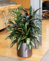 Mixed Dracaena Silk Plant Arrangement - Petals.com