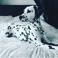 Very majestic picture! Credit to @rylieanneandlucylou by dalmatians_of_instagram #lacyandpaws