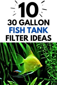 Best Canister Filter for a 30-Gallon Tank (Buying Guide) >> LEARN MORE @ ThePetSupplyGuy.com << #thepetsupplyguy #pet #pets #animal #fish #aquarium #fishtank