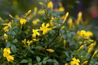 Jasminum fruticans (Yellow Jasmine)