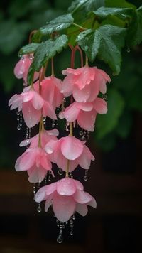 ♔ Bégonias Pleureurs ♔ Weeping Begonias