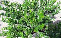 Carissa Boxwood Emerald Blanket | Florida Nursery Mart